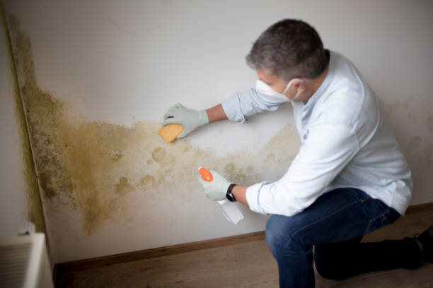Best Mold Remediation for Rental Properties  in Orfordville, WI