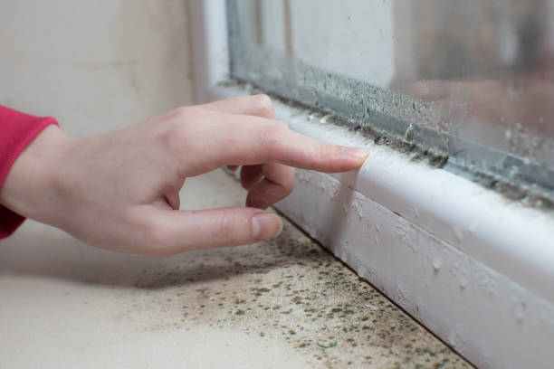 Professional Mold Removal in Orfordville, WI