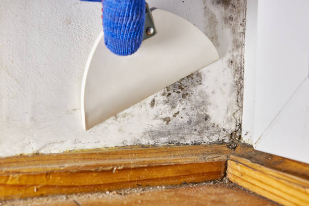 Best Residential Mold Inspection & Testing  in Orfordville, WI