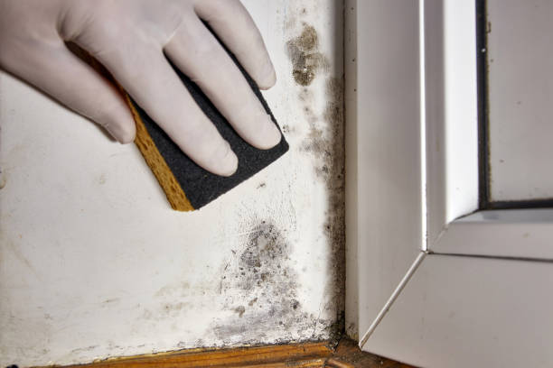 Best Biohazard Mold Removal  in Orfordville, WI